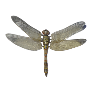 Dragonfly PNG-26267